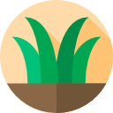 Gazon en rouleau Naturel